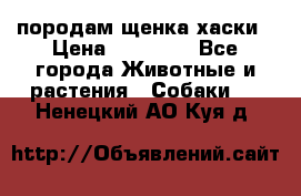 породам щенка хаски › Цена ­ 10 000 - Все города Животные и растения » Собаки   . Ненецкий АО,Куя д.